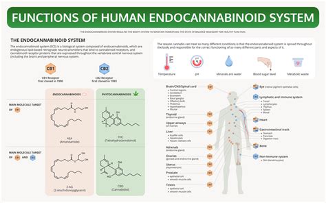Cbd And The Endocannabinoid System Uval Care