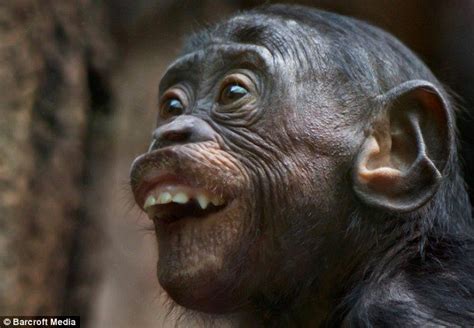 Pin By Susan Murrell On Primates Monkeys Funny Smiling Animals