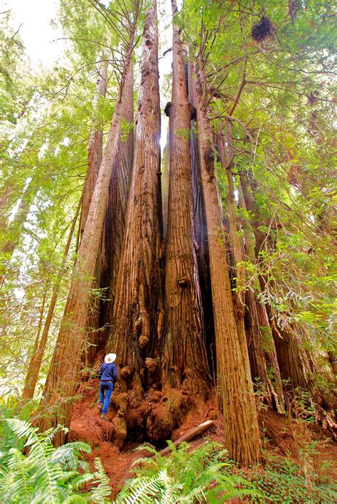 prairie creek redwoods sp weird trees unique trees redwood