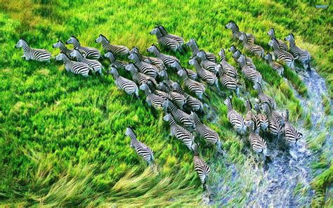 Zebras Animals Africa Landscapes Wildlife Grass Water Wet Stripes Black