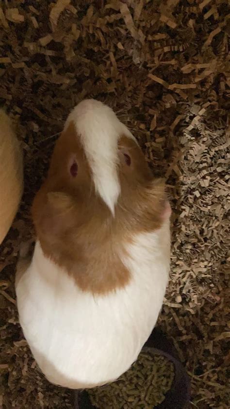 Guinea Pigs For Rehoming