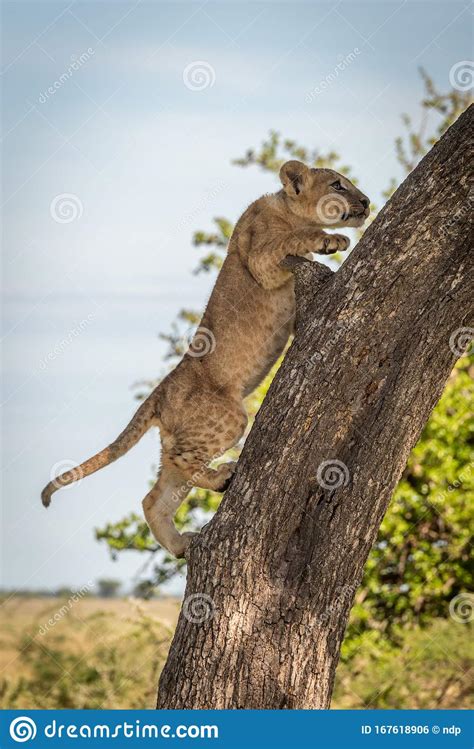 Lion Cub Climbs Tree Trunk In Profile Stock Photo Image Of Serengeti