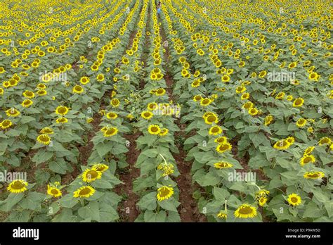 Poolesville Maryland Usa 23rd Feb 2017 A Wild Sunflower Field Is