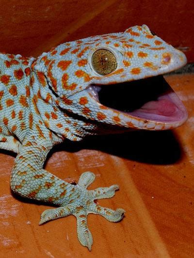 Tokay Gecko Learn About Nature