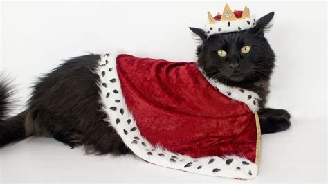 Royal Cat Costume Cat Costume Diy Pet Costumes Cat Pet Costumes