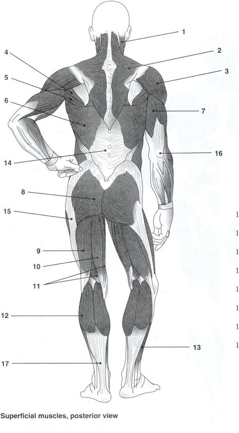 Muscles Of The Human Body Worksheet