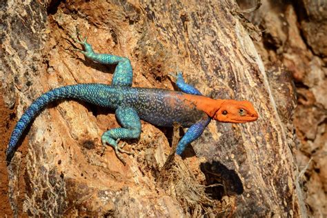 Red Headed Rock Agama Or Rainbow Agama Agama Agama Is A Species Of