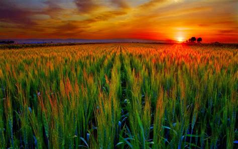 Hd Wheat Field At Sunset Wallpaper Download Free 51555