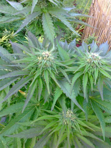 Ruderalis Indica Von Sensi Seeds Cannabis Sorten Infos