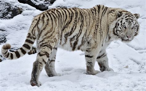Brillo grueso blanco y plateado 3d bling tela de grado 3 se vende por metro. Tigre Blanco En La Nieve fondos de pantalla | Tigre Blanco ...