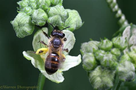 Solitary Bee On Bryony Photo Wp15407