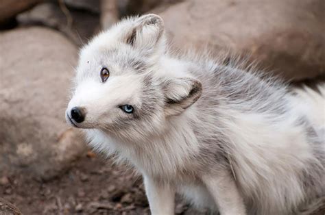 Arctic Fox With Blue Eyes