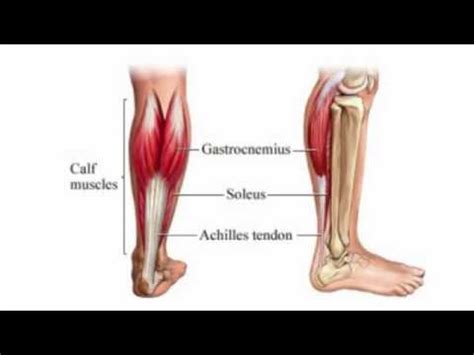 Gastrocnemius exercises include any calf exercise where the leg is straight, such as the. How To Train Your Calf Muscles - YouTube