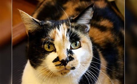 Calico Cats Facts Genetics Temperament And Types Petmoo