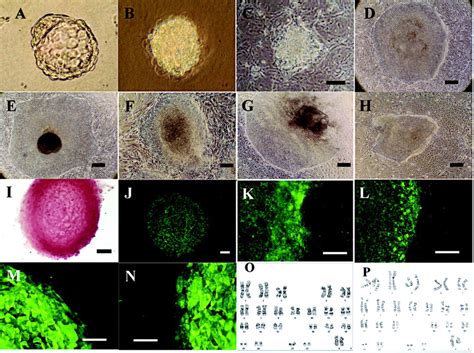 Derivation And Characterization Of Human Embryonic Stem Cell Hesc
