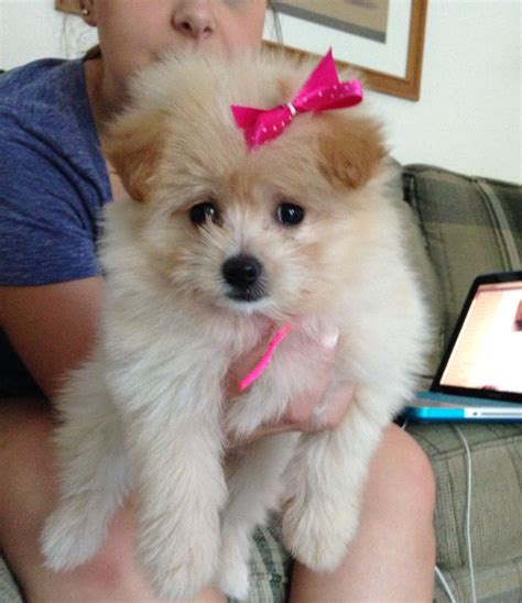 Pomeranian X Poodle Puppy