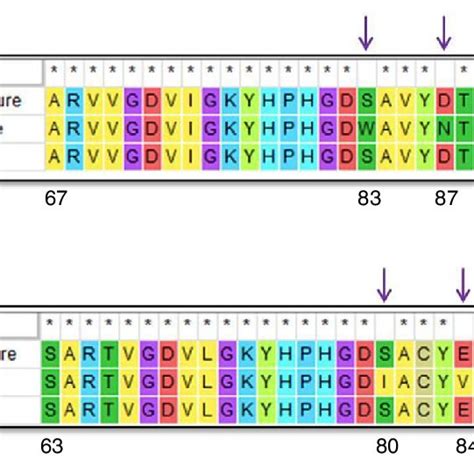 multiple sequence alignment of translated amino acid sequences of the download scientific