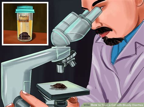 So please do not scold your cat for the accidents. 3 Ways to Treat a Cat with Bloody Diarrhea - wikiHow