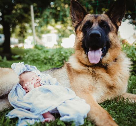 Newborn 1 Month German Shepherd Puppies Pets Lovers