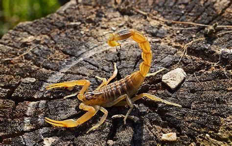 Scorpion Identification Guide Scorpions In Columbia Sc And Georgia
