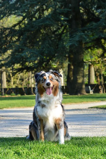 Australian Shepherd Pictures And Informations Dog