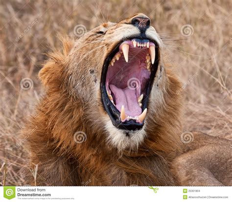 Male Lion Yawning Stock Images Image 25301804