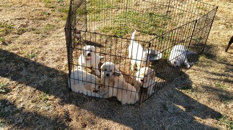 If you're interested in a puppy from ebert goldens llc, please apply. Puppies for Sale in Eugene, OR 97401 - Baby Golden Retrievers for Sale