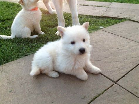 49 Top Pictures White German Shepherd Puppies For Sale White German