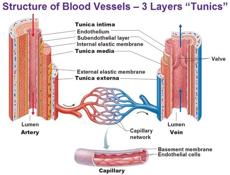 Blood Vessels Tunica Intima Endothelium Subendothelial Layer