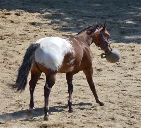Foals Sired X The Secret Pardon Hypp Nn 5 X National Champion