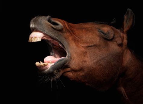 Yawning Horse Stock Photos Pictures And Royalty Free Images Istock