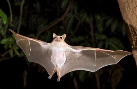 74 Bat Facts That Will Surprise You
