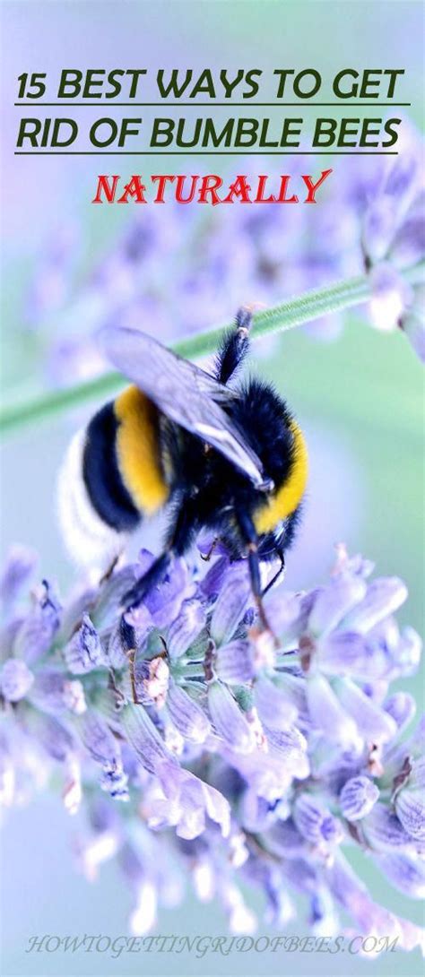 By reading this text, you will know how to make a trap yourself and choose the most. How To Get Rid Of Bumble Bees - All You Need Infos
