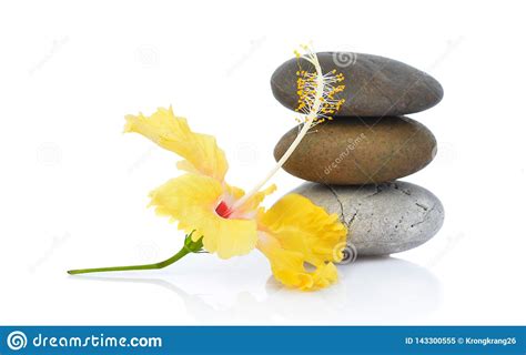 Yellow Hibiscus Flower With Stones Isolated On White