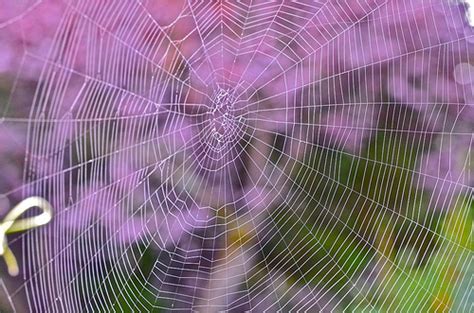 Gnome web, a web browser. Why Biomimicry Beats Engineering: The Case of Spider Silk ...