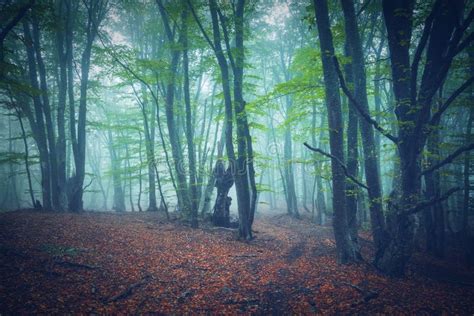 Autumn Forest In Fog Beautiful Natural Landscape Stock Photo Image