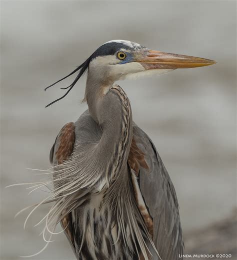 Great Blue Herons Are Ready For Spring — Linda Murdock Photography