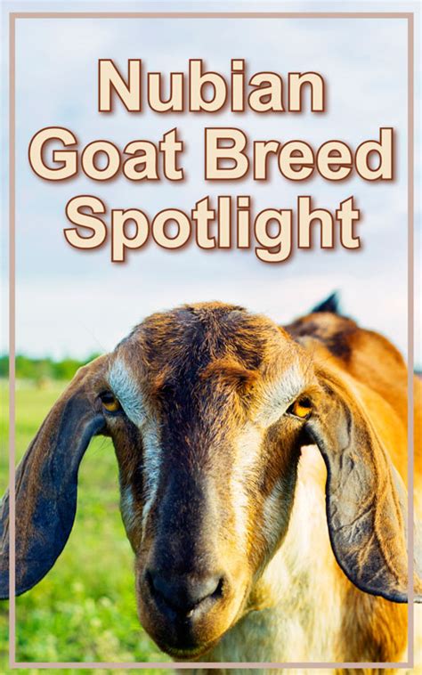 Nubian Goats Breed Profile Backyard Goats