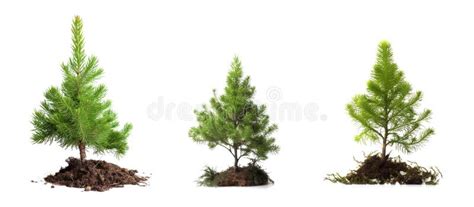 Isolated Tiny Spruce Tree On White Backgrund Stock Illustration