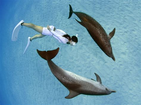 Swim With Wild Dolphins