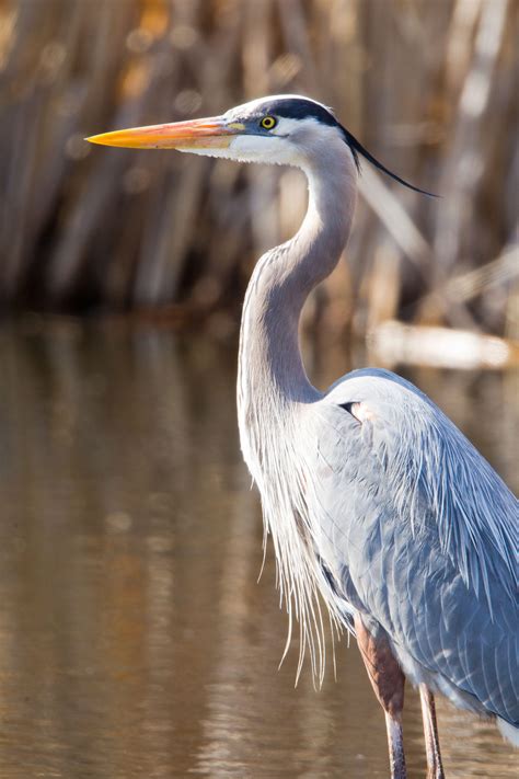 Free Photo Great Blue Heron Bird Heron Pond Free Download Jooinn