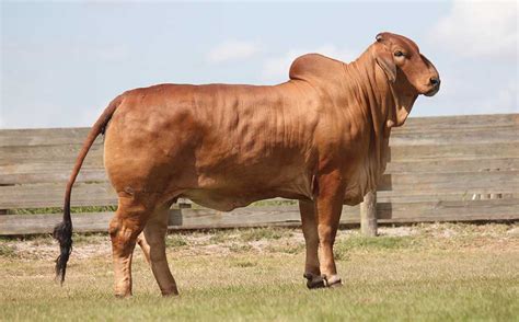 The brahman is an american breed of zebuine beef cattle. Successful Brahman Cattle Spring Sale Season Announced by Moreno Ranches