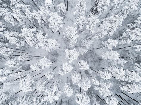 Aerial View Of A Winter Snow Covered Pine Forest Winter Forest Texture