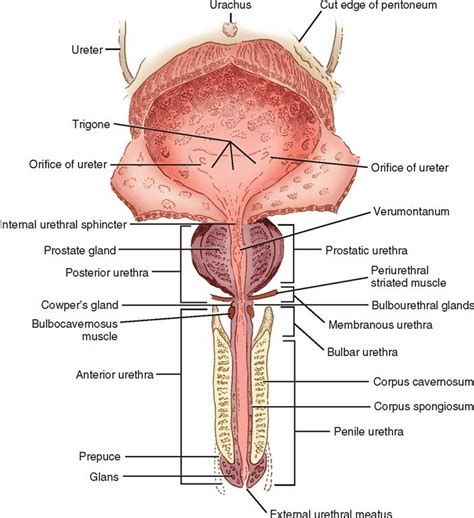 Correctly Label The Following Anatomical Parts Of The Male Urethra My