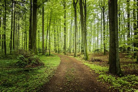 Download Forest Trees Road Landscape Wallpaper By Grantmay