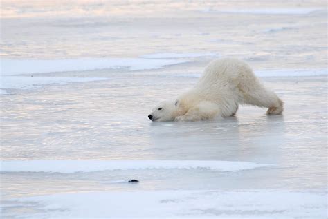 Polar Bears Are On The Move And You Can Watch The Migration Live
