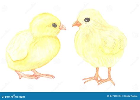 Watercolor Hand Painted Yellow Baby Chickens Stock Photo Illustration