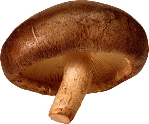 Mushroom Png Image Transparent Image Download Size 1290x1080px