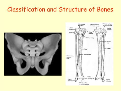 Ppt Classification And Structure Of Bones Powerpoint Presentation