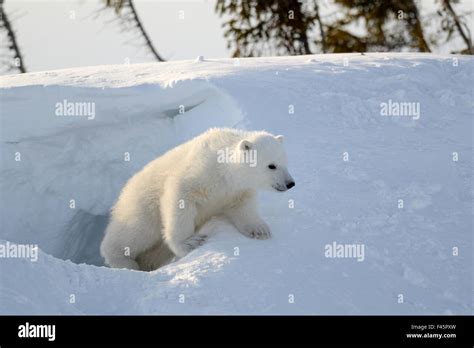 Polar Bear Cub 3 Months Ursus Maritimus Playing In The Front Of The